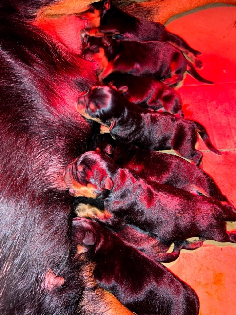 Des Guerriers De Narbonne - le 2 janvier 2021, les premiers bébés de l'année sont nés.