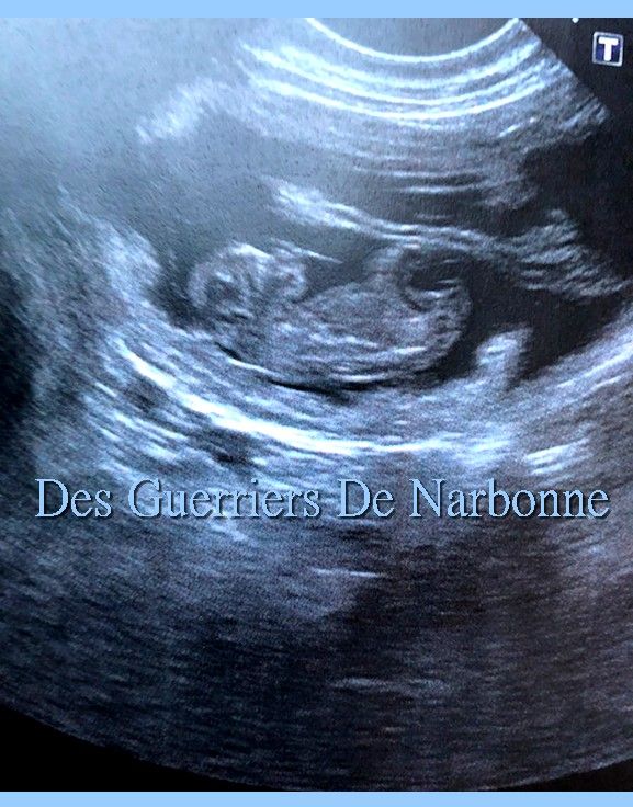 Des Guerriers De Narbonne - Confirmation de gestation