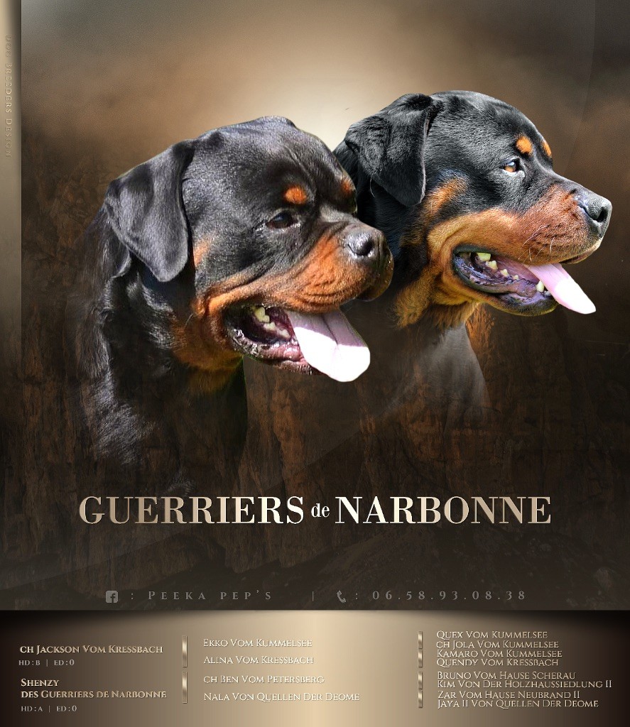 chiot Rottweiler Des Guerriers De Narbonne
