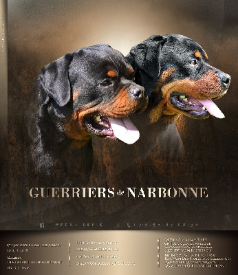 Des Guerriers De Narbonne - Rottweiler - Portée née le 07/05/2023