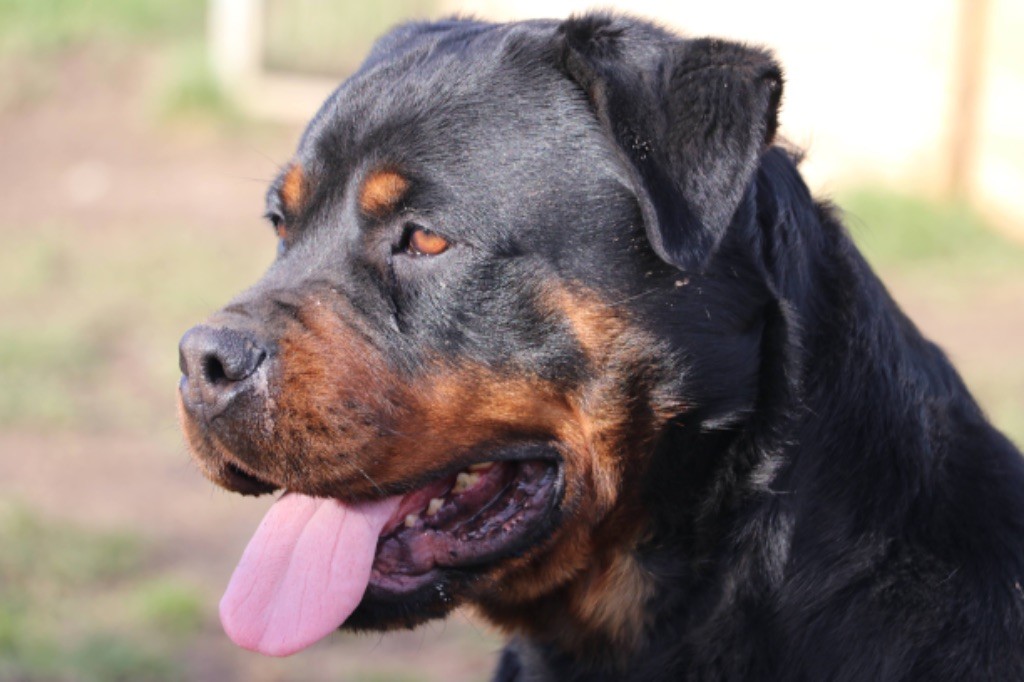Nala Von quellen der deome