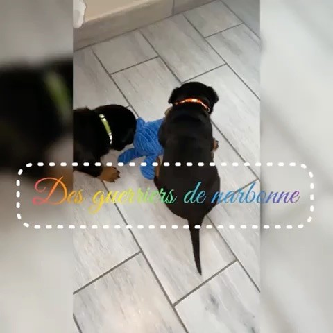 Des Guerriers De Narbonne - Petite vidéo