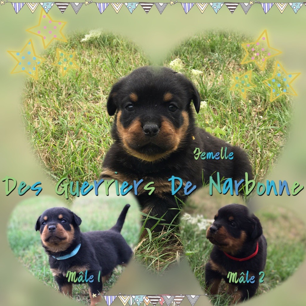 Des Guerriers De Narbonne - Les chiots ont 4 semaines ce lundi 5.o8