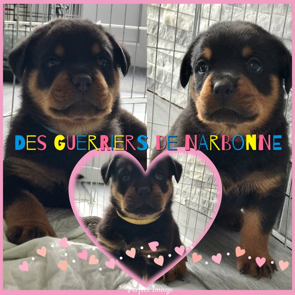 Des Guerriers De Narbonne - Persée, Priska & Phénix
