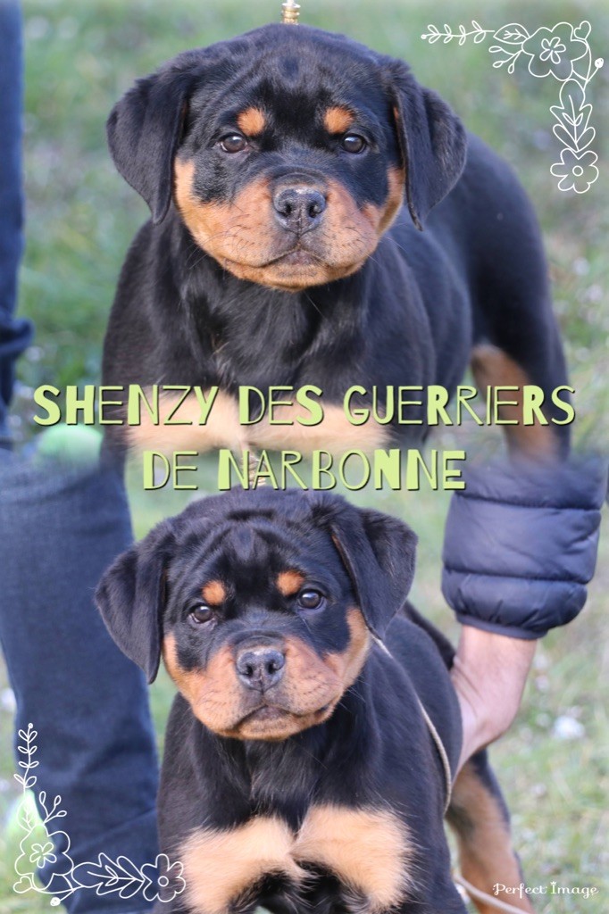 Shenzy des guerriers de narbonne !