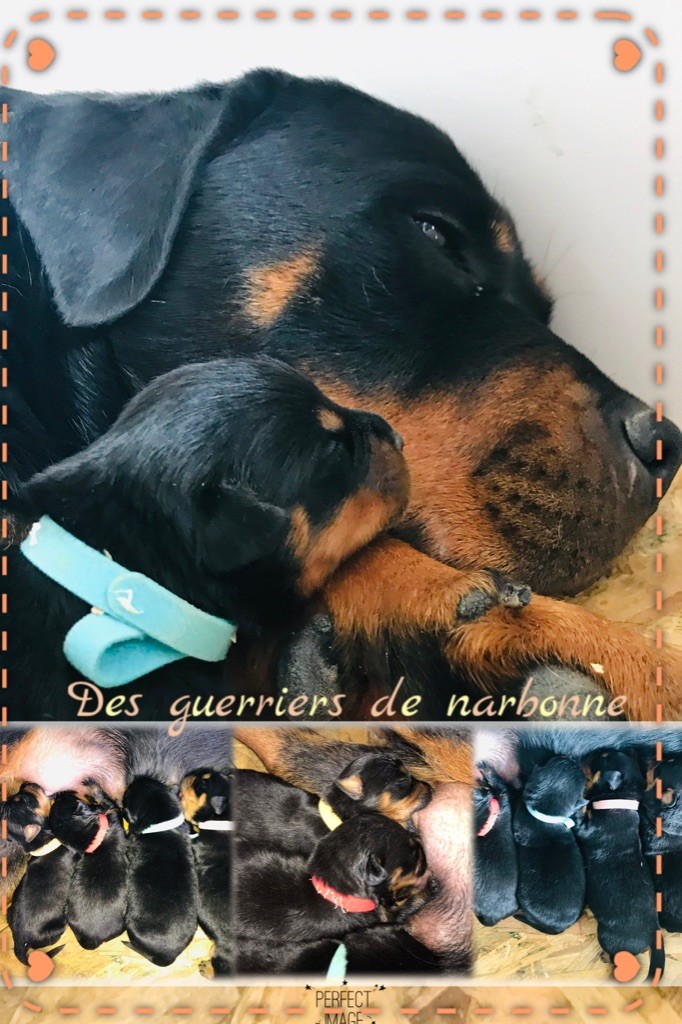 Des Guerriers De Narbonne - 2 semaines