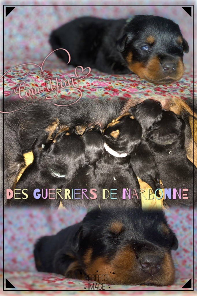 Des Guerriers De Narbonne - 3 semaines