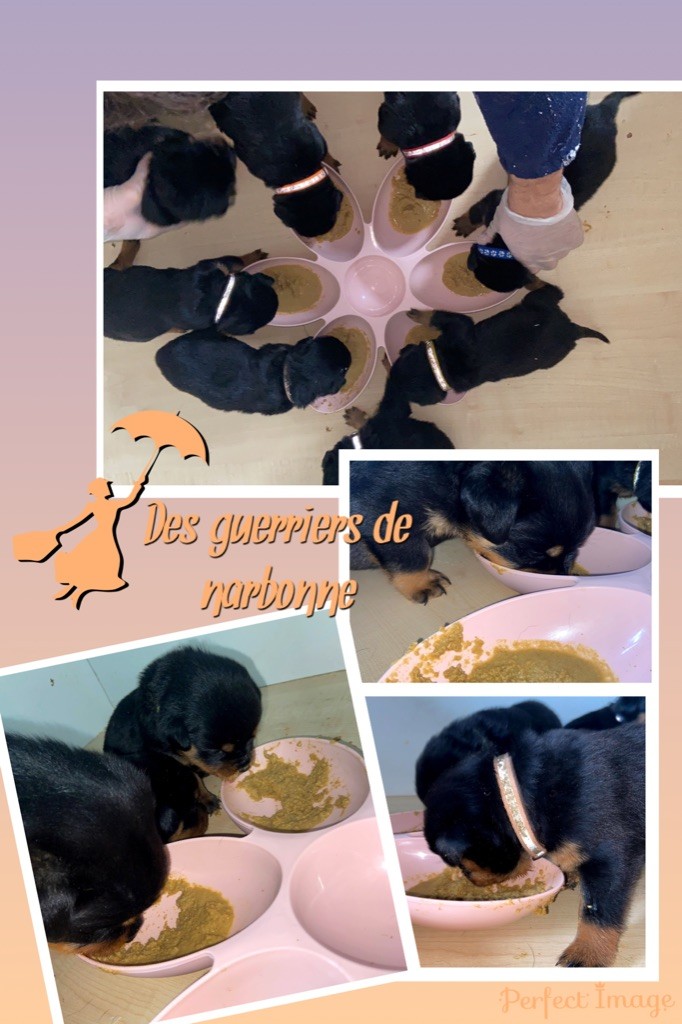 Des Guerriers De Narbonne - Introduction de la bouillie pour les petits de Nala & CH.Ben