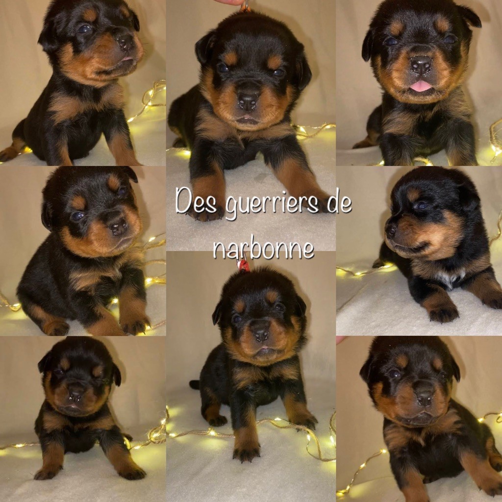 Des Guerriers De Narbonne - 3 semaines pour les petits de Nala