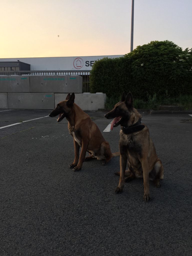 Chiots nés à l'elevage des guerriers de narbonne