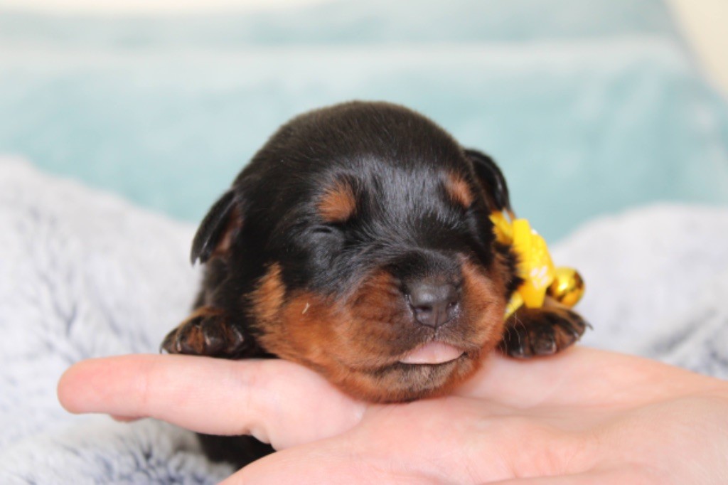 Des Guerriers De Narbonne - Chiots disponibles - Rottweiler